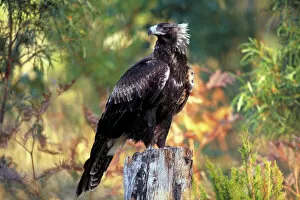 Australia Gallery: Wedge-tailed eagle {Aquila audax fleayi} tasmanian sub species, adult portrait, Australia