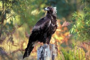 Accipitriformes Prints: Wedge-tailed eagle {Aquila audax fleayi} tasmanian sub species, adult portrait, Australia
