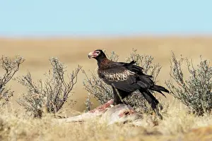 Gramineae Prints: Wedge-tailed eagle (Aquila audax) perched on dead Kangaroo in open Mitchell grass (Astrebla sp)