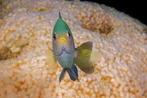 Guam Prints: Wedgespot damsel (Pomacentrus cuneatus) portrait