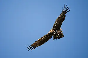 Accipitriformes Prints: Wedgetail eagle (Aquila audax) flying low