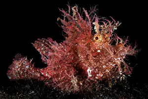 Luzon Prints: Weedy scorpionfish (Rhinopias frondosa) on the seabed at night