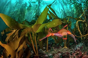 Osteichthyes Collection: Weedy seadragon (Phyllopteryx taeniolatus) male carries eggs through a kelp forest