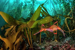 Sea Life Prints: Weedy seadragon (Phyllopteryx taeniolatus) male carries eggs through a kelp forest