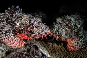 Scorpionfish Prints: Weedy stingfish (Scorpaenopsis cirrosa) pair