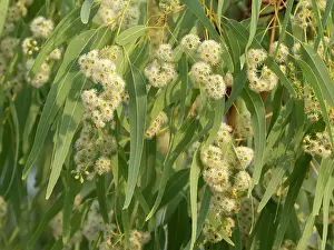 Myrtaceae Prints: Weeping box (Eucalyptus patellaris) tree in full flower