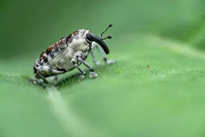 Weevil Prints: Weevil (Peridinetus ecuadoricus) resting on a leaf, Limon, Costa Rica