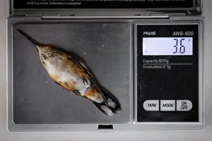 Trochilidae Prints: Weighing a Rufous hummingbird (Selasphorus rufus) during scientific research