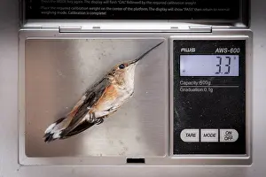Trochilidae Prints: Weighing a Rufous hummingbird (Selasphorus rufus) during scientific research