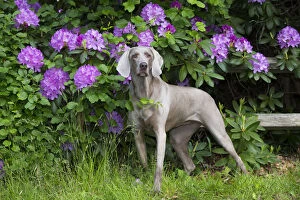 New England Gallery: Weimaraner in front of Rhododendron flowers, Haddam, Connecticut, USA. May