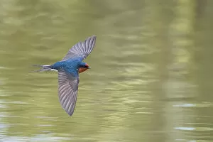 Songbird Gallery: Welcome swallow (Hirundo neoxena) in flight over pond. Christchurch, New Zealand