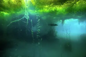 Catfish Prints: Wels catfish (Silurus glanis)
