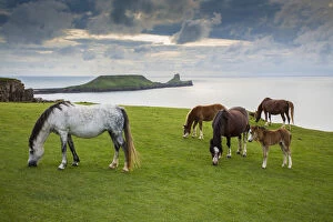 Images Dated 26th August 2012: Welsh mountain ponies, grazing above Rhossili beach, The Gower, Wales, UK, August