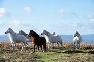 Herefordshire Prints: Welsh Mountain ponies herd reacting to a potential predator by grouping together