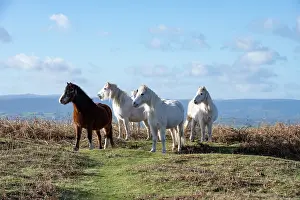 Herefordshire Prints: Welsh Mountain ponies herd reacting to a potential predator by grouping together