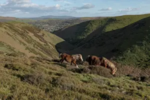 Welsh Mountain ponies, stallion and mare, grazing on hillside, Townsbrook Valley, Long Mynd, Shropshire Hills National Landscape, England, UK. March, 2024