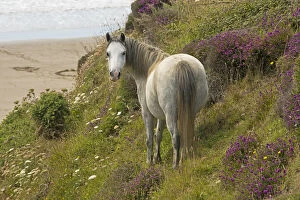 Welsh mountain pony (Equus caballus) with a view of the beach and Bell heather (Erica cinerea), St