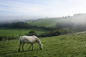 Welsh mountain pony (Equus caballus) grazing a hillside meadow on a foggy, dewy autumn morning