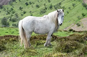 Upland Prints: Welsh mountain pony (Equus caballus) on the Ffriddd