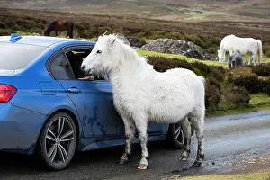 Shropshire Prints: Welsh Mountain pony peering into car window