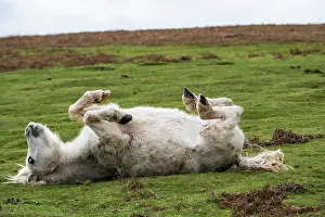 Enjoyment Prints: Welsh Mountain pony rolling on its back, Garway Hill, Herefordshire, England, UK. November