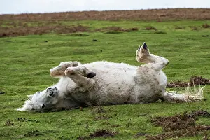 Welsh Mountain pony rolling on its back, Garway Hill, Herefordshire, England, UK. November
