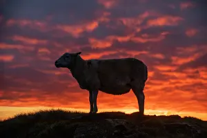 Livestock Prints: Welsh mountain sheep standing on hillside silhouetted at sunrise