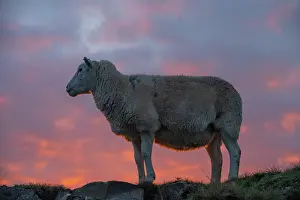 Livestock Prints: Welsh mountain sheep standing on hillside at sunrise