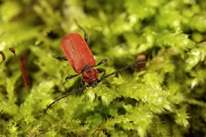 Rhinotia Prints: Welsh oak longhorn beetle (Pyrrhidium sanguineum) on moss