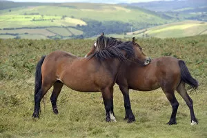 Affection Gallery: Welsh Ponies (Equus caballus) engaged in mutual grooming, Llanbedr Hill, Powys, Wales, August