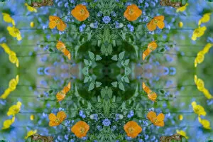 Abstracts Gallery: Welsh poppies (Papaver cambricum) and Forget-me-nots (Myosotis sylvatica)