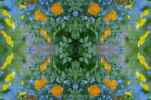 Forget Me Not Prints: Welsh poppies (Papaver cambricum) and Forget-me-nots (Myosotis sylvatica)