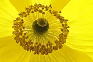 Anther Gallery: Welsh poppy (Meconopsis cambrica), flower details, Bristol, England, UK, April