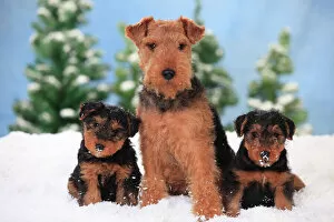 Front View Gallery: Welsh Terrier, bitch with puppies aged 8 weeks in snowy scene