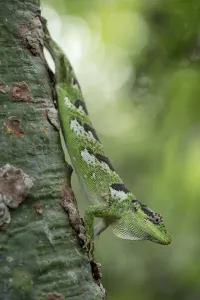 Werners / Tumbesian bush anole (Polychrus femoralis) on plant, Macara, Loja, Ecuador