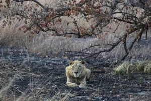 Damaged Prints: West Africa lion (Panthera leo) subadult male resting on burnt ground