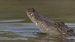 October 2022 Highlights Collection: West African crocodile (Crocodylus suchus) raising its head above water, Allahein River, The Gambia