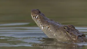 West African crocodile (Crocodylus suchus) raising its head above water, Allahein River, The Gambia