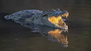 West Africa Prints: West African crocodile (Crocodylus suchus) resting in shallow water