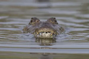 October 2022 Highlights Prints: West African crocodile (Crocodylus suchus) submerging in river