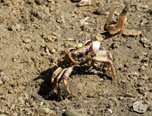 Elevated View Prints: West African fiddler crab (Afruca tangeri) raising its massive claw