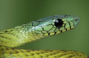 Elapid Prints: West African green mamba (Dendroaspis viridis) head portrait, Malaysia. Captive