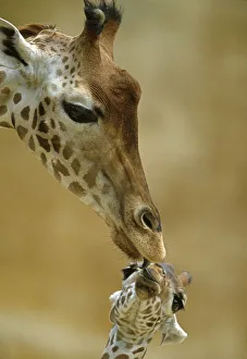 Affection Prints: West African / Niger Giraffe (Giraffa camelopardalis peralta) mother and baby