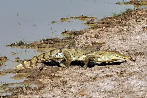 West Africa Prints: West African slender-snouted crocodile (Mecistops cataphractus) resting at water's edge