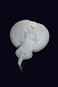 Underside Prints: West African torpedo ray (Torpedo mackayana) portrait