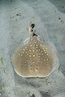 Torpediniformes Prints: West African torpedo ray (Torpedo mackayana) resting on sandy seabed