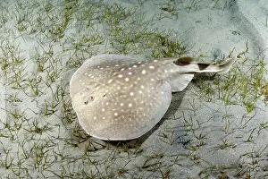 Torpediniformes Prints: West African torpedo ray (Torpedo mackayana) resting on sandy seabed