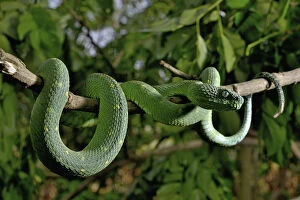 Animal Scale Gallery: West African tree viper (Atheris chlorechis) on branch Togo. Controlled conditions