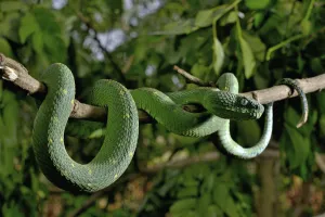 West African tree viper (Atheris chlorechis) on branch Togo. Controlled conditions