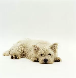 Images Dated 25th July 2007: West Highland Terrier / Westie, lying down with chin on ground